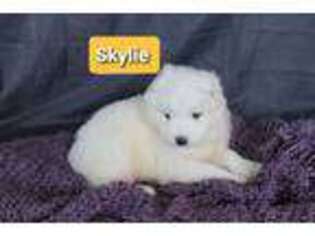 Samoyed Puppy for sale in Orchard, IA, USA