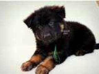 German Shepherd Dog Puppy for sale in West Monroe, LA, USA