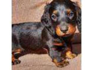 Dachshund Puppy for sale in New London, OH, USA