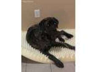 Cane Corso Puppy for sale in Decatur, GA, USA