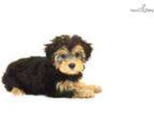 Yorkshire Terrier Puppy for sale in Hattiesburg, MS, USA