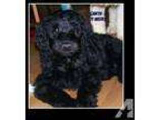 Australian Labradoodle Puppy for sale in Montrose, CO, USA