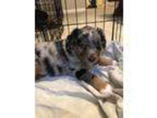 Australian Shepherd Puppy for sale in Bacliff, TX, USA
