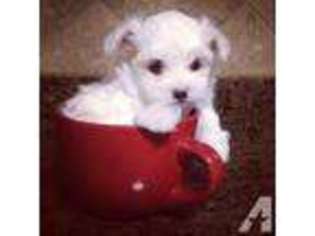 Maltese Puppy for sale in SOPHIA, NC, USA