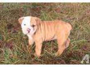 Bulldog Puppy for sale in WARRENTON, VA, USA