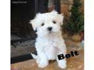 Maltese Puppy for sale in Holmesville, OH, USA