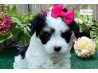 Mutt Puppy for sale in Saint Louis, MO, USA