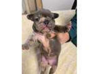 French Bulldog Puppy for sale in Comfort, TX, USA