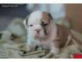 Bulldog Puppy for sale in Pembroke Pines, FL, USA