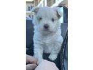 Mutt Puppy for sale in Laughlin, NV, USA
