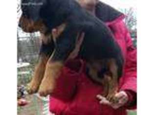 Rottweiler Puppy for sale in Mountain Grove, MO, USA