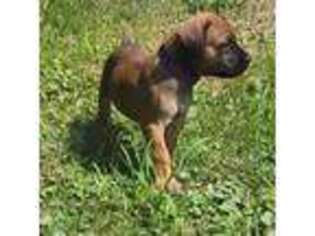 Boerboel Puppy for sale in Naples, NY, USA