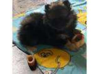 Pomeranian Puppy for sale in Palm Bay, FL, USA
