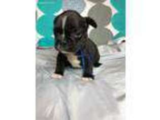 French Bulldog Puppy for sale in Harrisburg, IL, USA