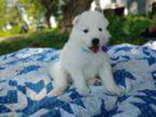 Samoyed Puppy for sale in Edgerton, MN, USA