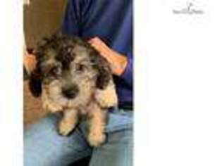 Dandie Dinmont Terrier Puppy for sale in Tulsa, OK, USA