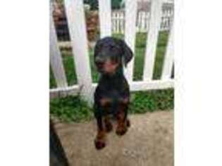 Doberman Pinscher Puppy for sale in Easton, PA, USA