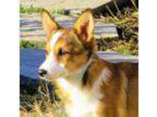 Pembroke Welsh Corgi Puppy for sale in Westminster, MD, USA