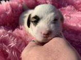 Jack Russell Terrier Puppy for sale in Coalgate, OK, USA