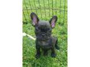 French Bulldog Puppy for sale in New Sharon, IA, USA