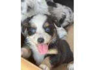 Miniature Australian Shepherd Puppy for sale in Griffin, GA, USA