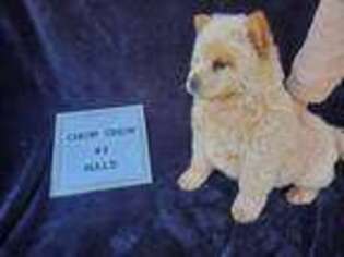 Chow Chow Puppy for sale in Oakwood, GA, USA