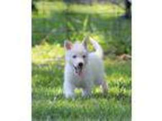 Siberian Husky Puppy for sale in Casstown, OH, USA