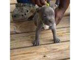 Mutt Puppy for sale in Alton, VA, USA