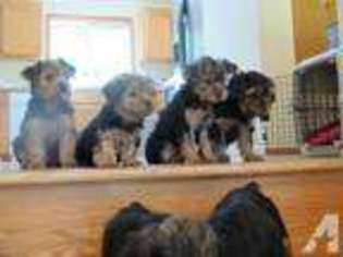 Yorkshire Terrier Puppy for sale in BELLEVUE, WA, USA