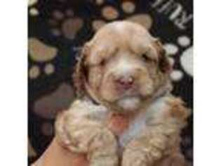 Mutt Puppy for sale in West Union, IA, USA