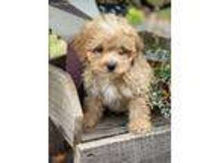 Shih-Poo Puppy for sale in Beavertown, PA, USA