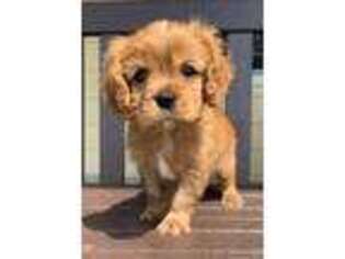 Cavalier King Charles Spaniel Puppy for sale in Cincinnati, OH, USA