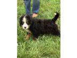 Bernese Mountain Dog Puppy for sale in Fortuna, MO, USA