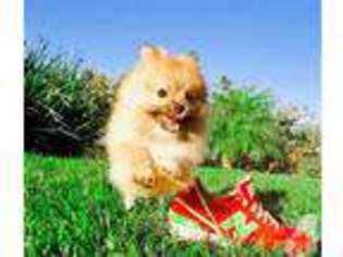 Pomeranian Puppy for sale in San Diego, CA, USA