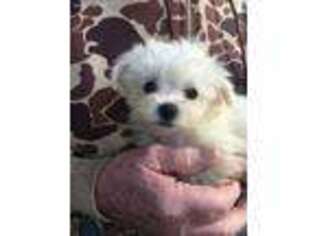 Maltese Puppy for sale in Covington, GA, USA