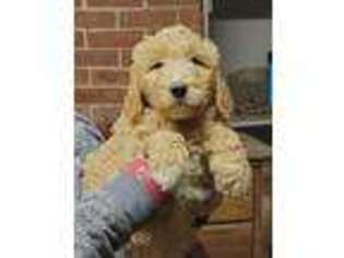 Goldendoodle Puppy for sale in Cranston, RI, USA