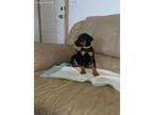 Doberman Pinscher Puppy for sale in Evans, CO, USA