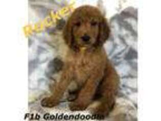 Goldendoodle Puppy for sale in Claremore, OK, USA