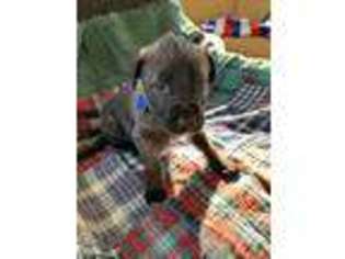 Irish Wolfhound Puppy for sale in Dyersville, IA, USA
