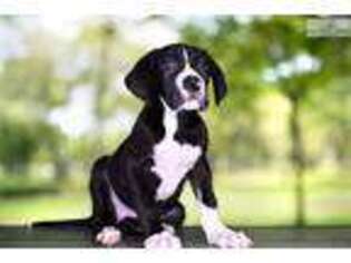 Great Dane Puppy for sale in Saint George, UT, USA