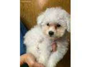Bichon Frise Puppy for sale in Dugger, IN, USA