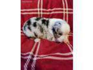 Miniature Australian Shepherd Puppy for sale in Normal, IL, USA