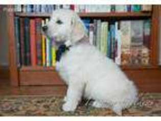 Mutt Puppy for sale in Howe, IN, USA