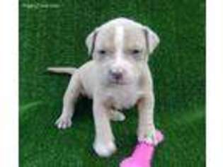 Mutt Puppy for sale in Elysburg, PA, USA