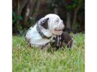Bulldog Puppy for sale in Mansfield, TX, USA