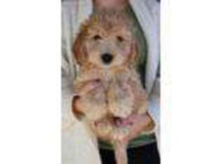 Goldendoodle Puppy for sale in Diamond, MO, USA