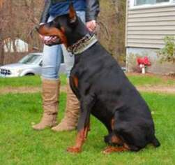 Doberman Pinscher Puppy for sale in Laconia, NH, USA