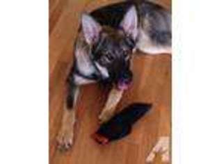German Shepherd Dog Puppy for sale in MEDFORD, OR, USA