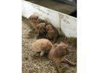 Labradoodle Puppy for sale in Lincoln, TX, USA