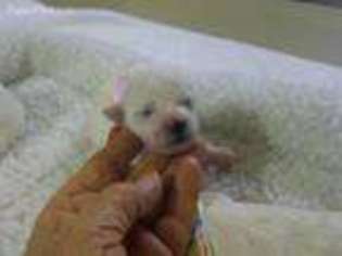 Bichon Frise Puppy for sale in Rockport, TX, USA